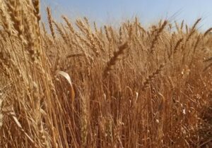 بهبود کیفیت گندم آذربایجان شرقی در سال جاری