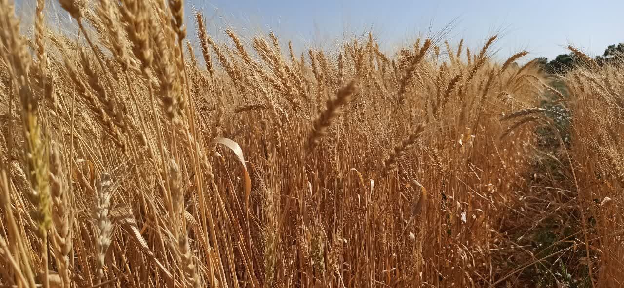 بهبود کیفیت گندم آذربایجان شرقی در سال جاری