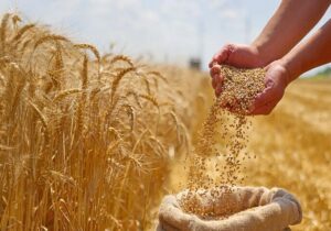 در تولید گندم خودکفا شدیم، اما خرید دولتی عقب ماند/ وضعیت تامین گندم صنعت همچنان در ابهام!